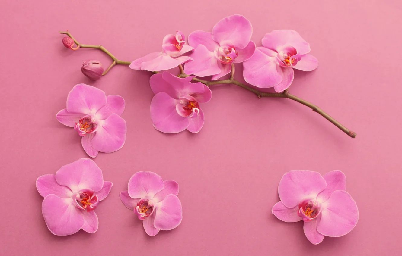 Photo wallpaper branches, background, pink, Orchid, Maya Kruchenkova