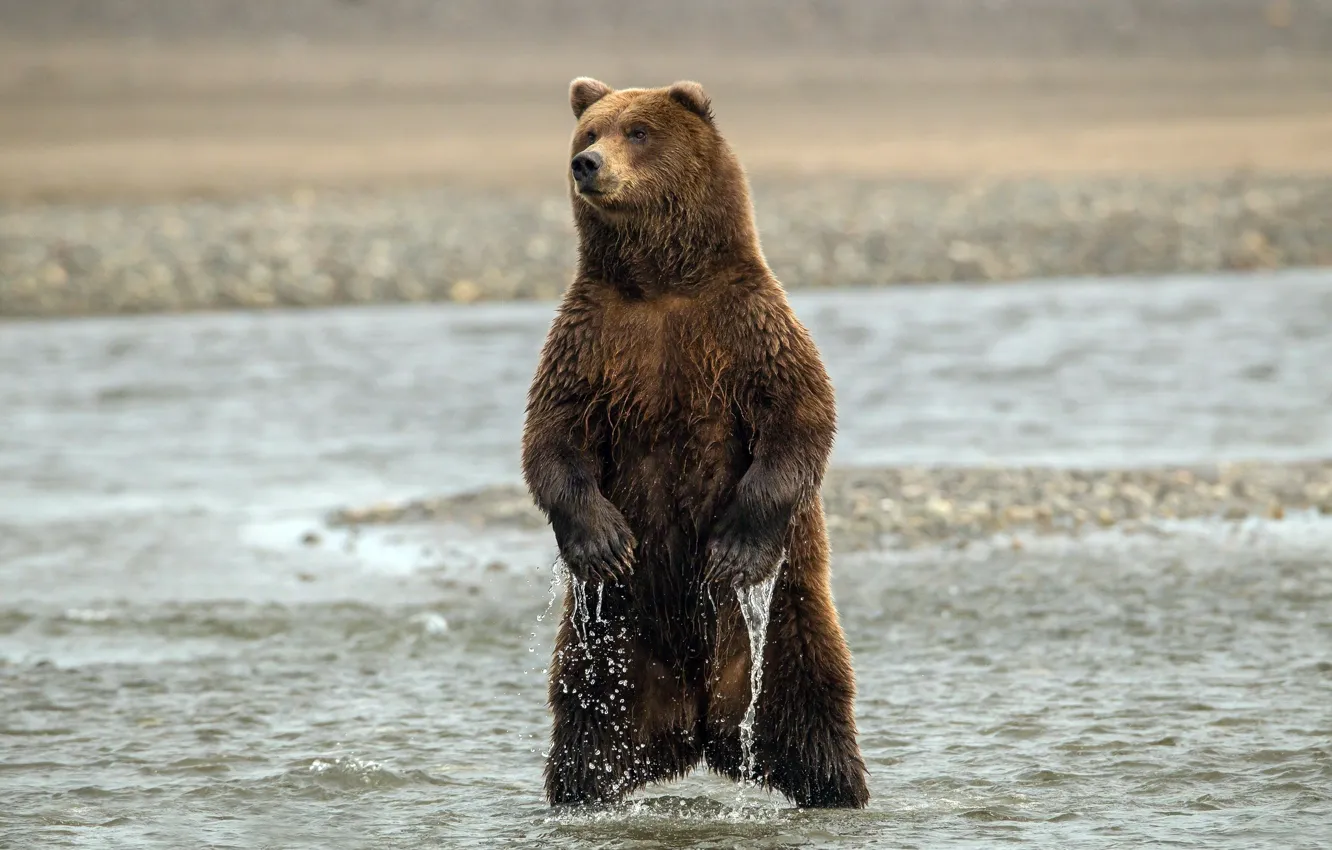 Photo wallpaper water, paws, bear, claws, stand