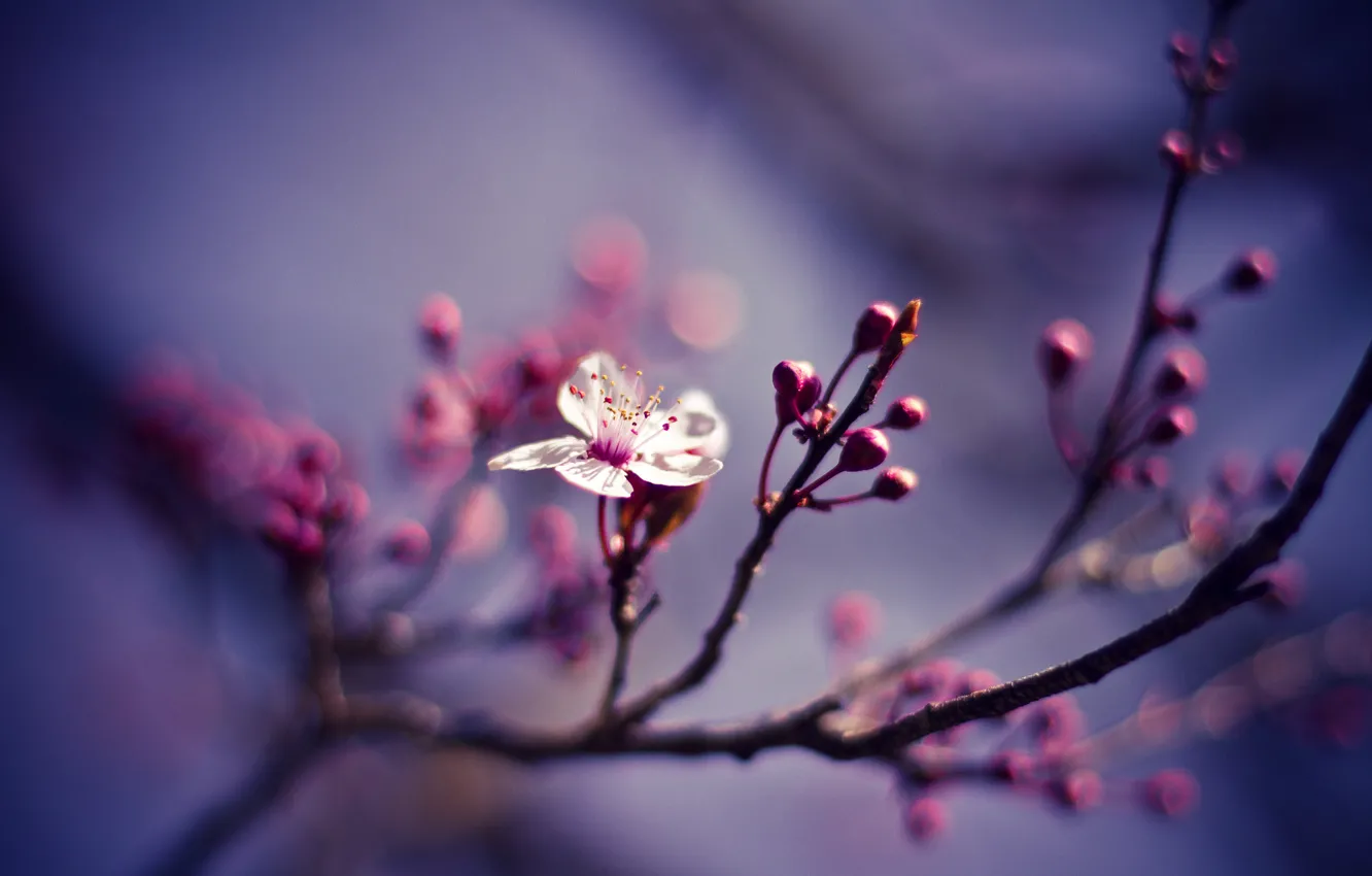 Photo wallpaper flower, macro, nature, cherry, branch