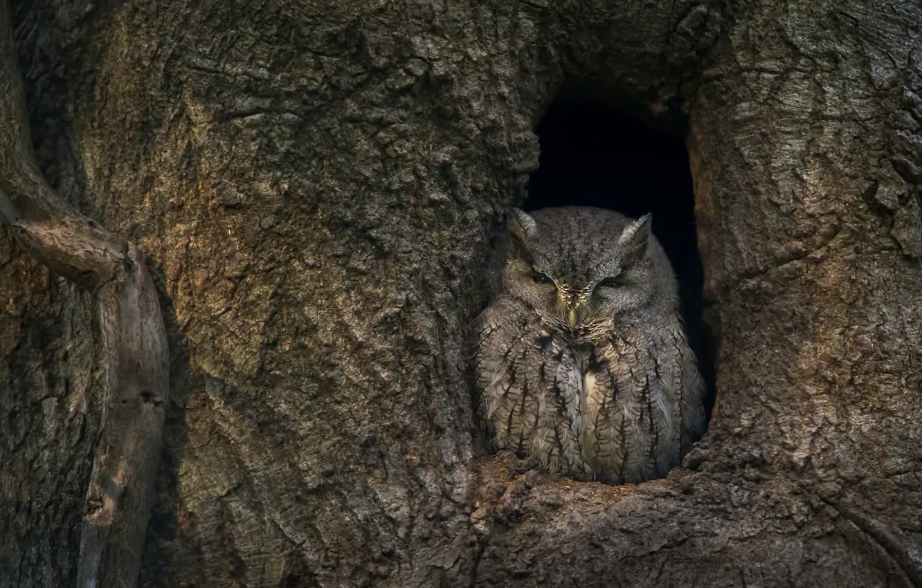 Photo wallpaper tree, owl, bird, disguise, the hollow