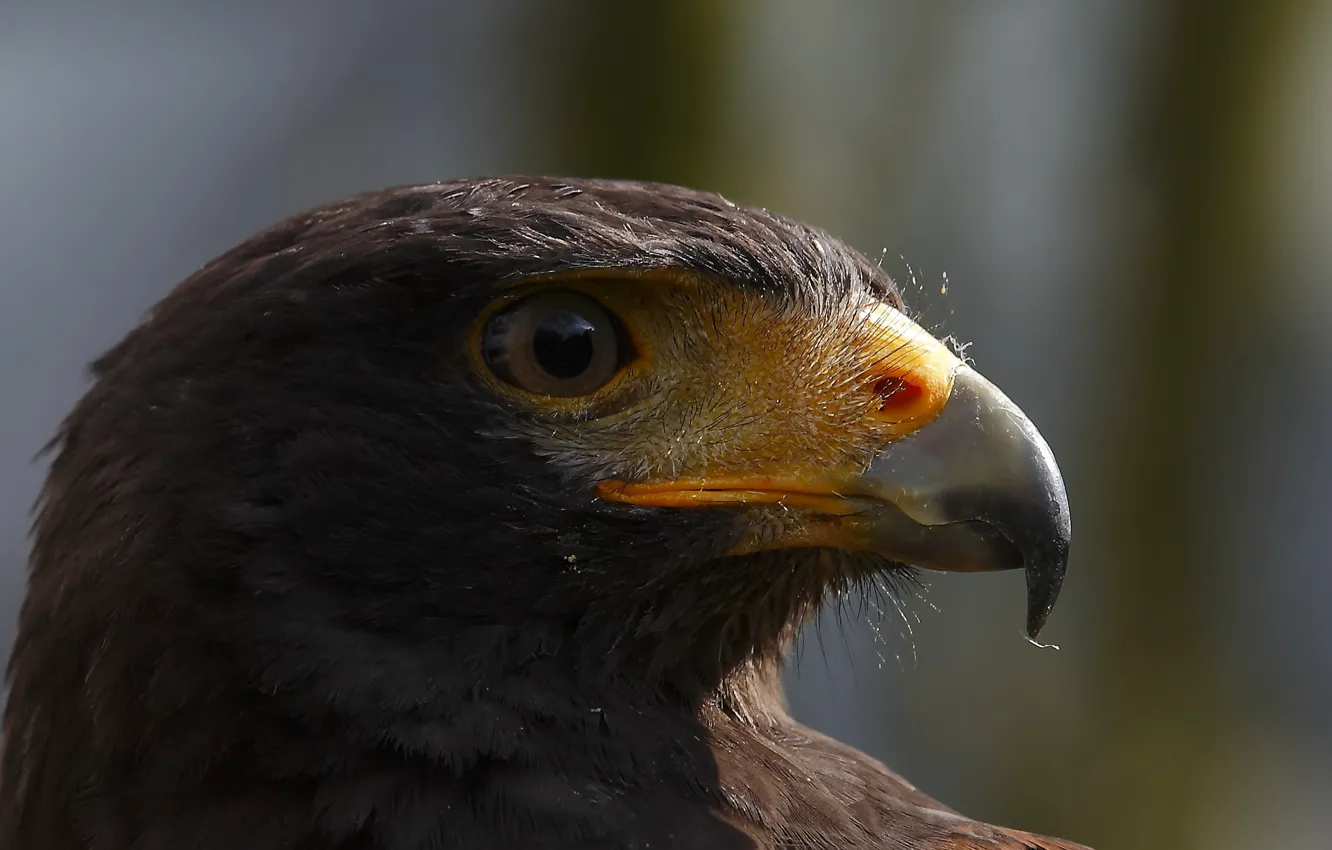 Photo wallpaper macro, bird, eagle