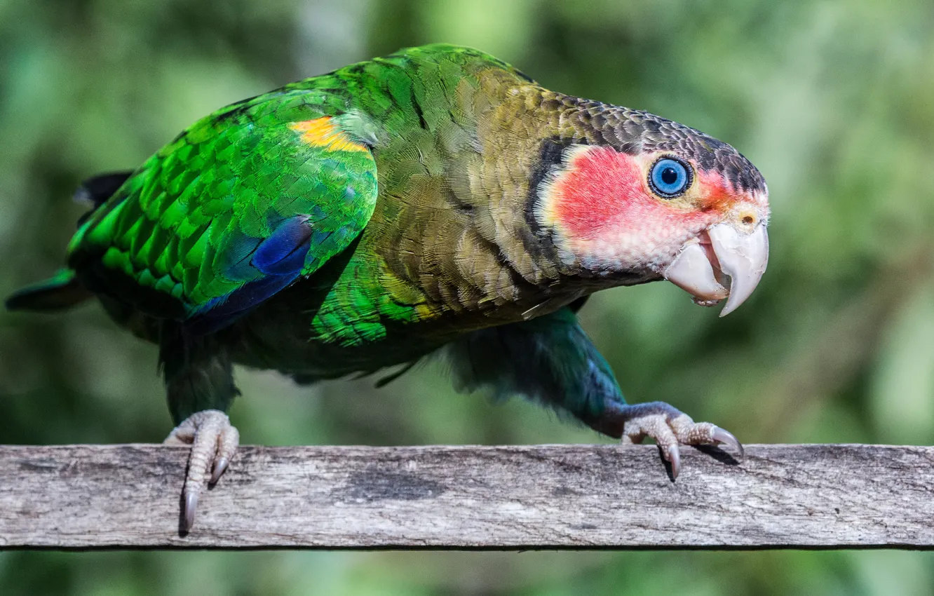 Photo wallpaper look, nature, pose, green, background, bird, parrot, claws