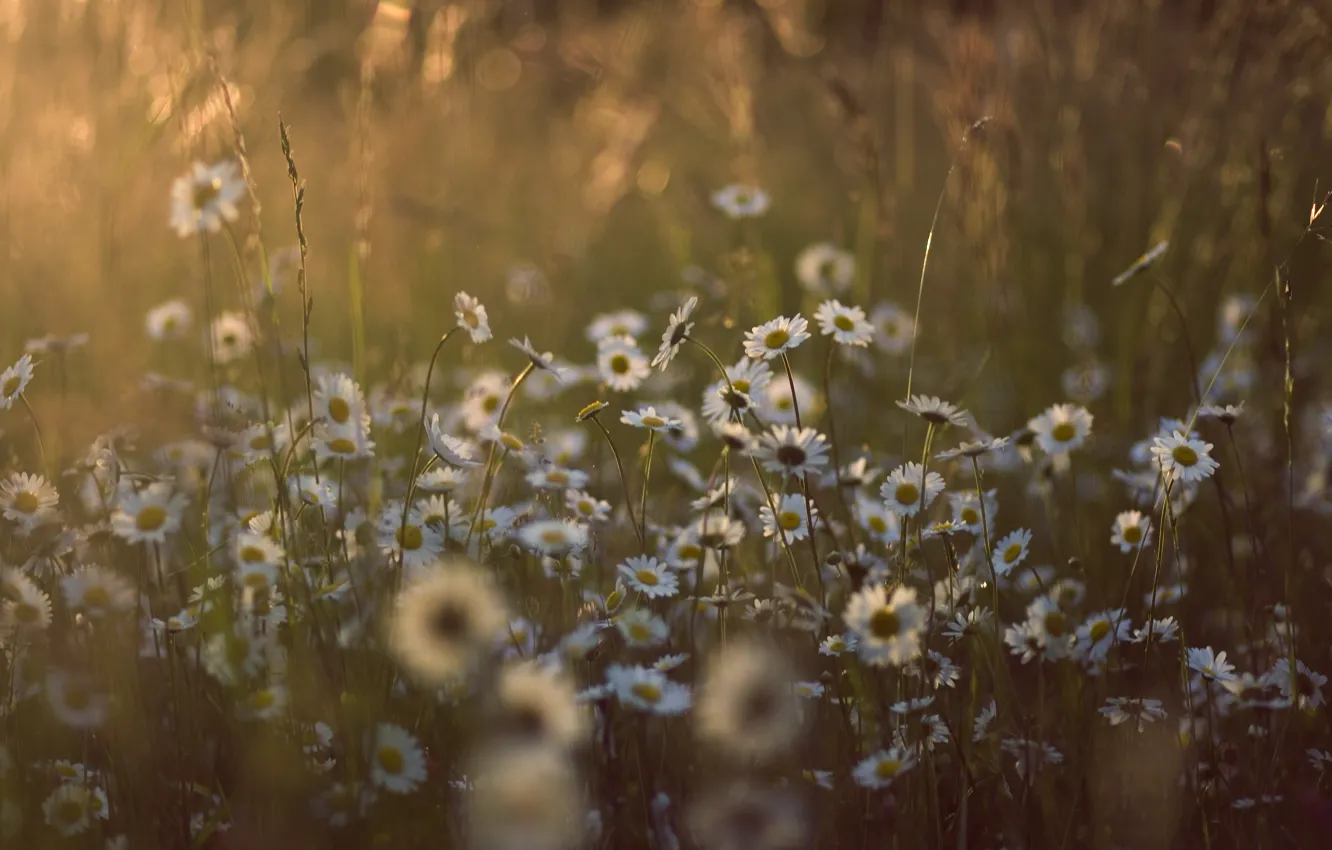Photo wallpaper summer, grass, the sun, light, flowers, nature, glade, chamomile
