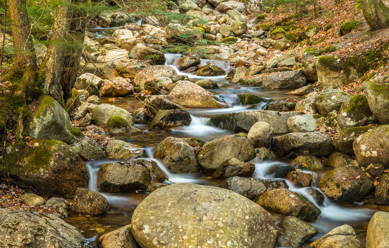 Photo wallpaper stream, stones, moss