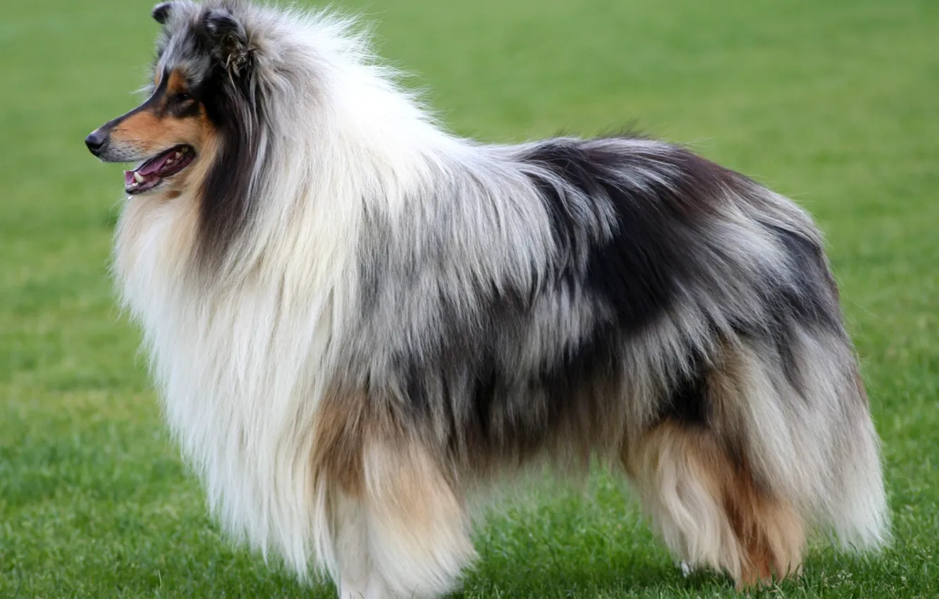 Photo wallpaper dog, collie, Scottish shepherd