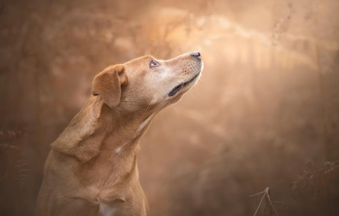 Photo wallpaper face, background, dog, bokeh