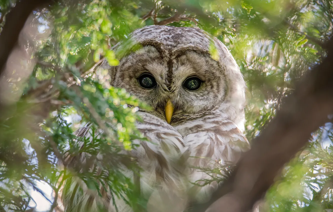 Photo wallpaper look, leaves, branches, owl, bird, foliage, portrait, beauty