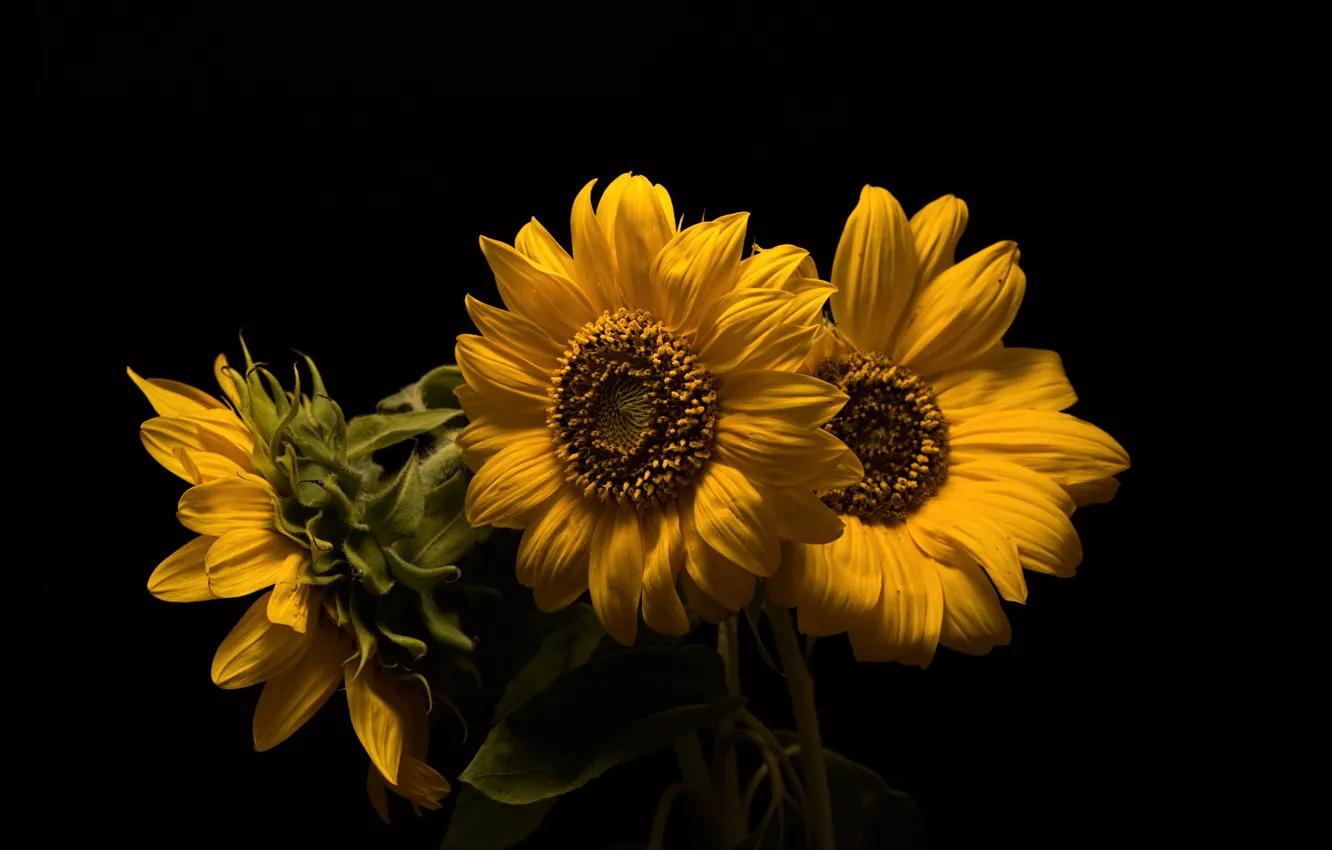 Photo wallpaper sunflowers, three, the dark background