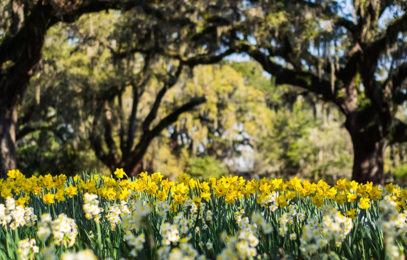 Photo wallpaper flowers, Park, spring, daffodils