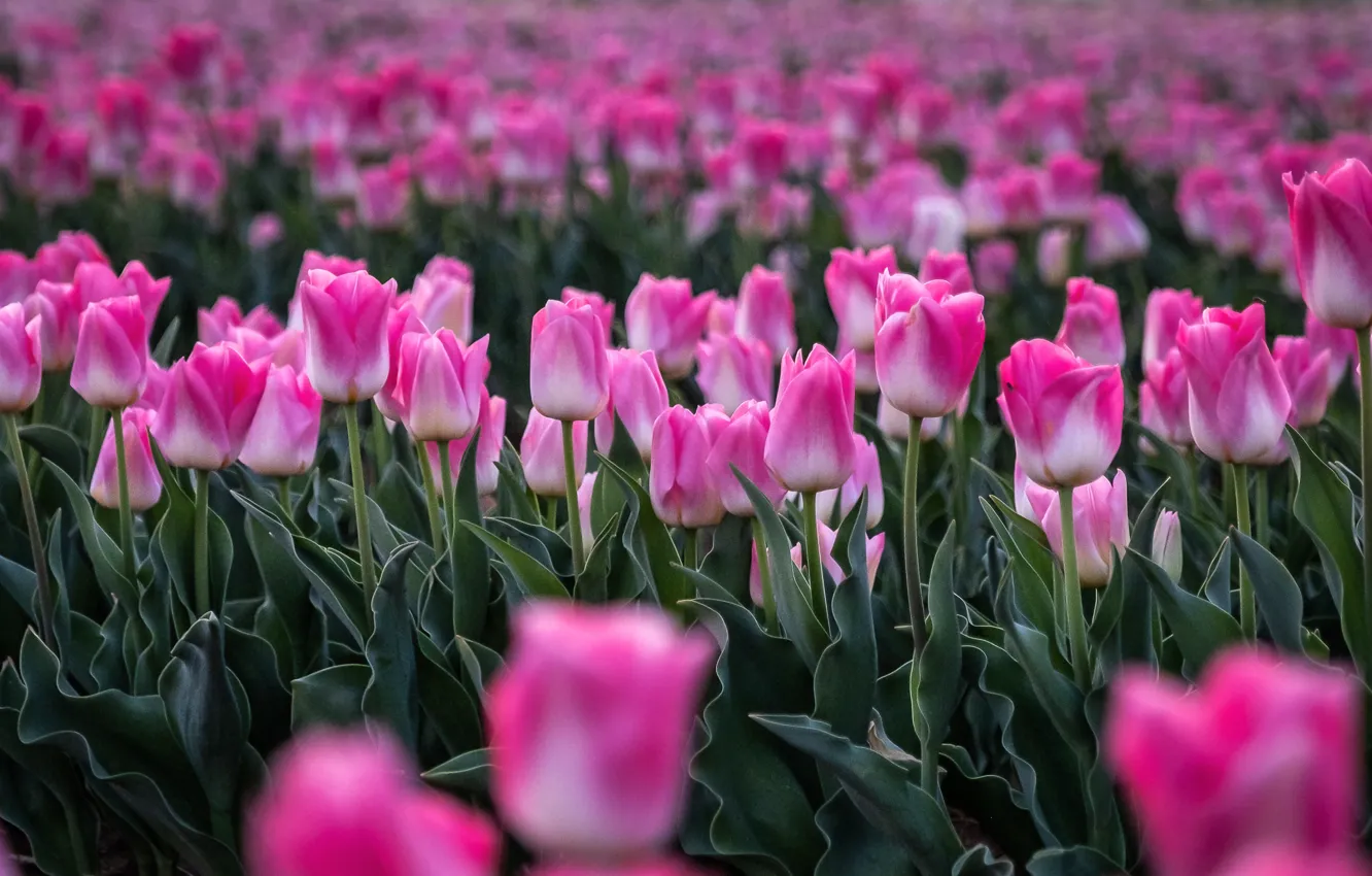 Photo wallpaper flowers, spring, tulips, pink, buds, flowerbed, a lot, plantation