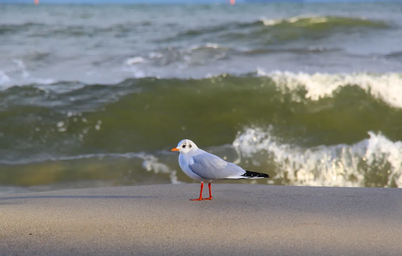 Photo wallpaper sea, ocean, bird, wave, seagull, beah