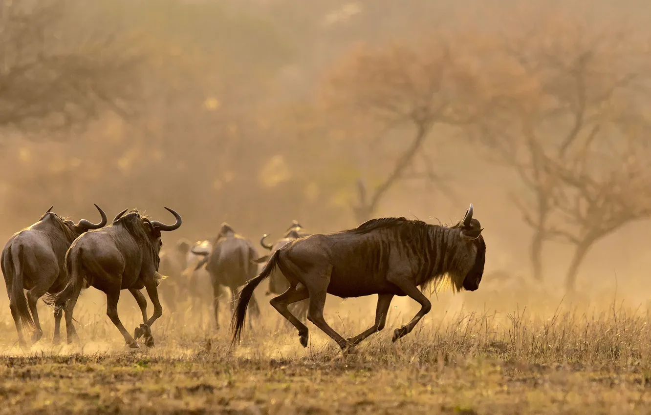 Photo wallpaper Savannah, Africa, Tanzania, Wildebeest