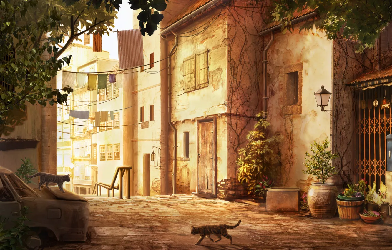 Photo wallpaper machine, cat, the city, street, linen, plant, home, the skeleton