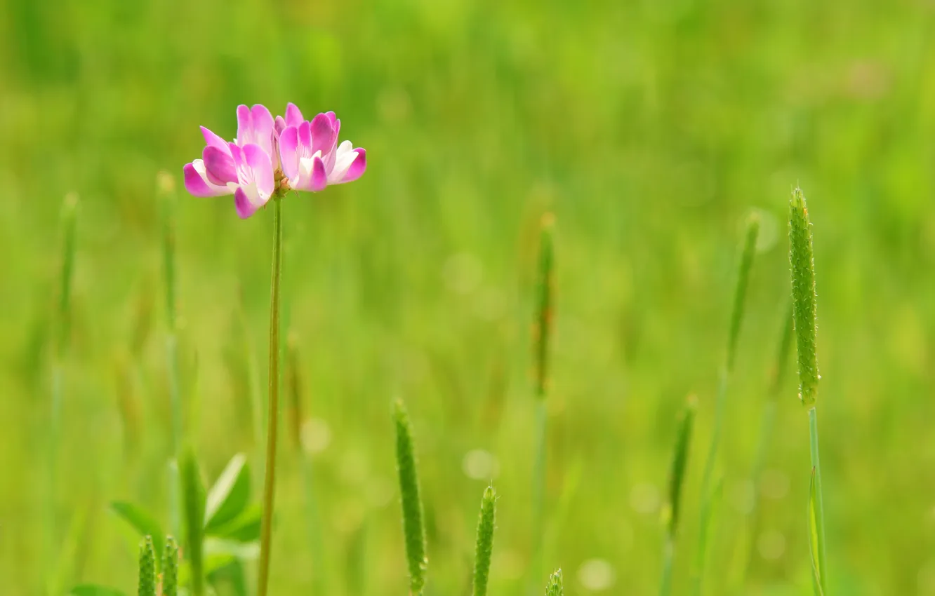 Photo wallpaper field, grass, macro, flowers, nature, photo, Wallpaper