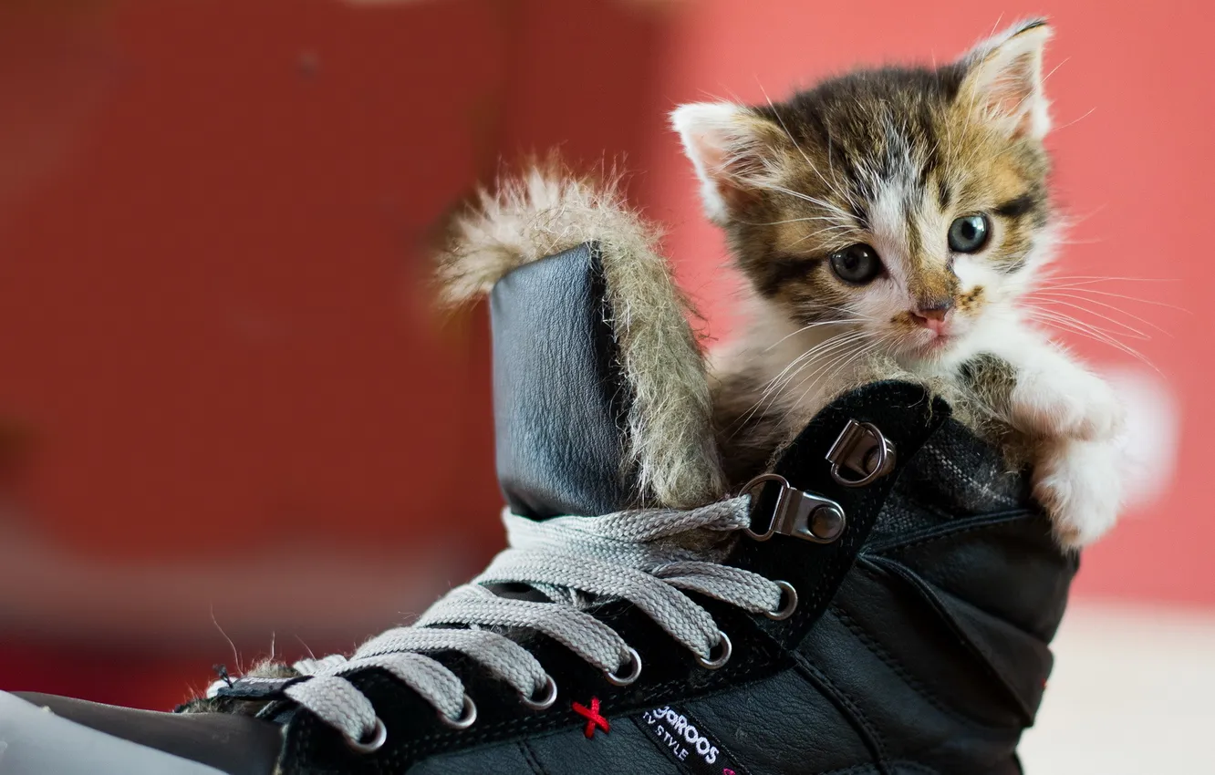 Photo wallpaper cat, background, shoes