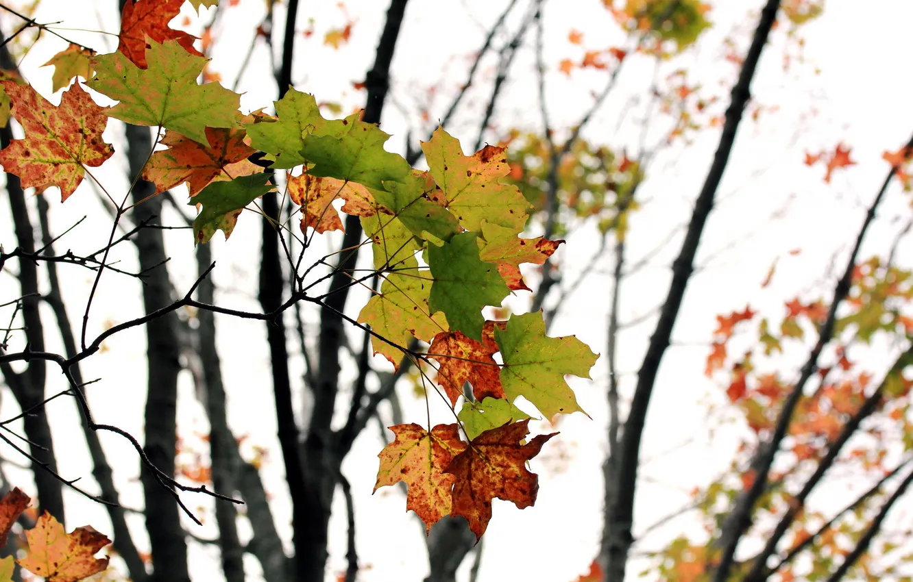 Photo wallpaper autumn, leaves, nature