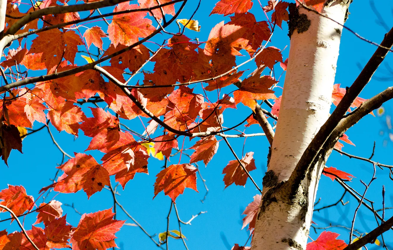Photo wallpaper autumn, the sky, leaves, trees, trunk, the crimson
