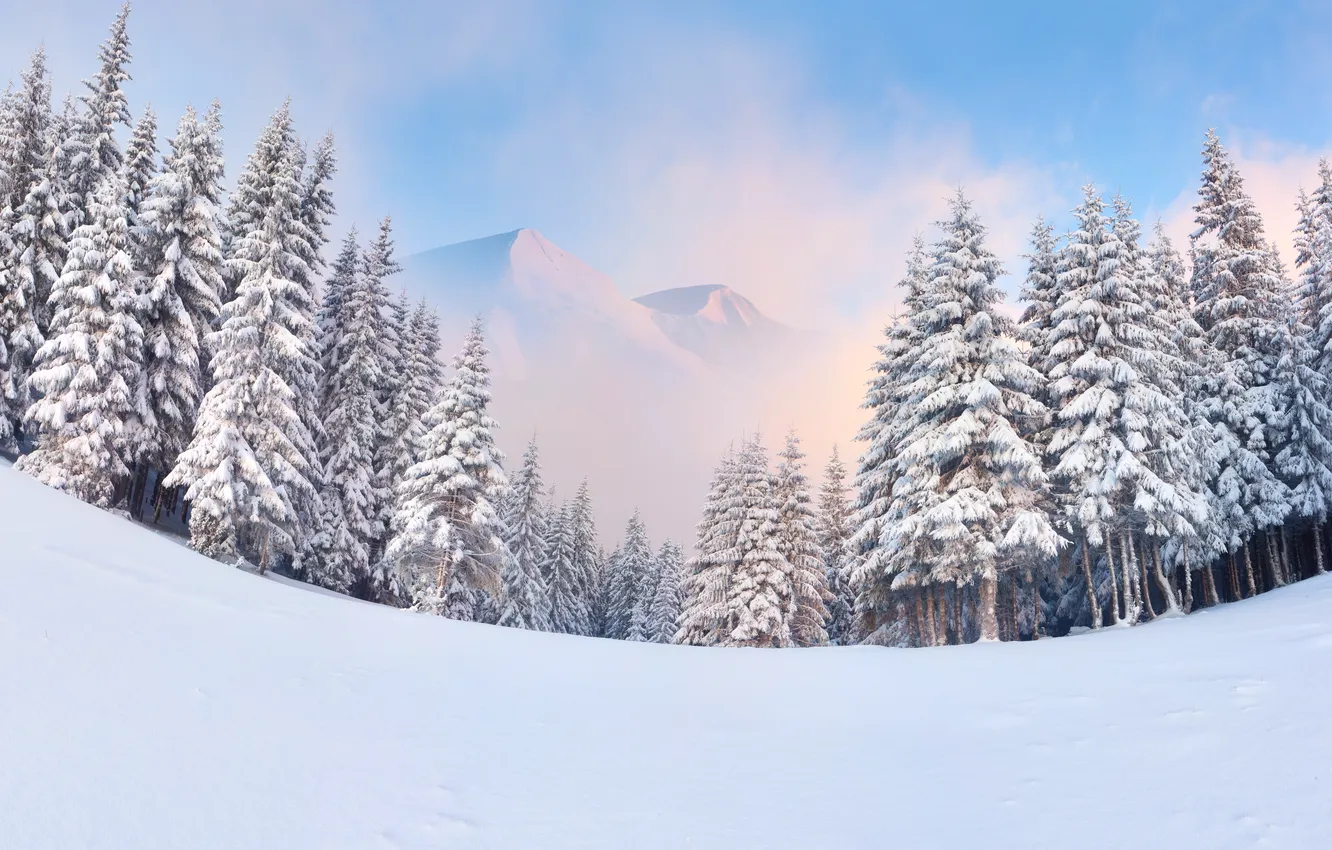 Photo wallpaper winter, forest, snow, mountains, tree