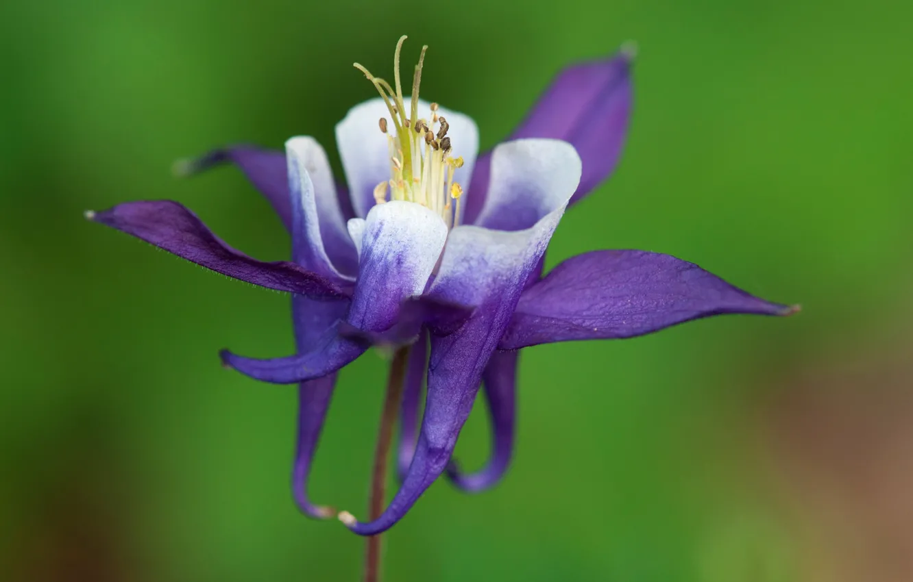Photo wallpaper flowers, petals, stem, exotic