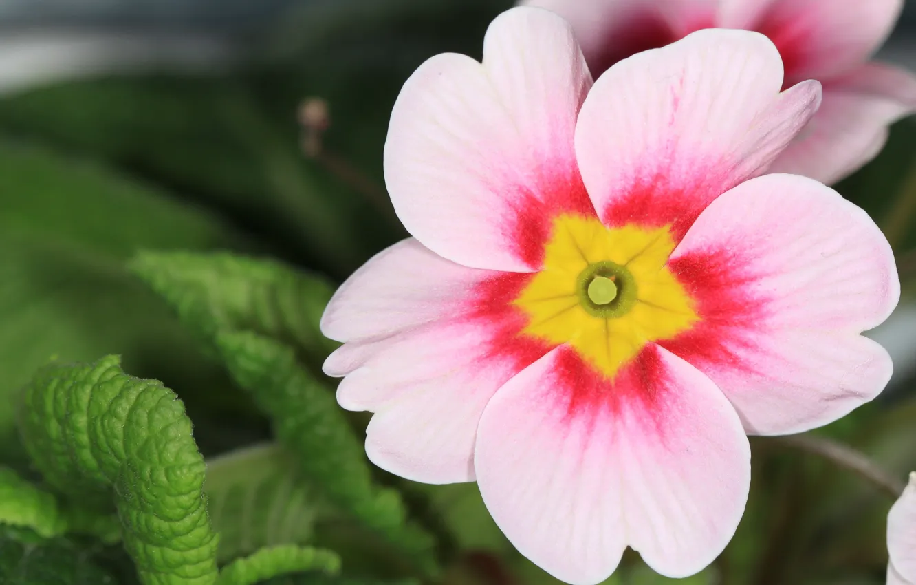 Photo wallpaper flower, macro, background, widescreen, Wallpaper, pink, wallpaper, pink