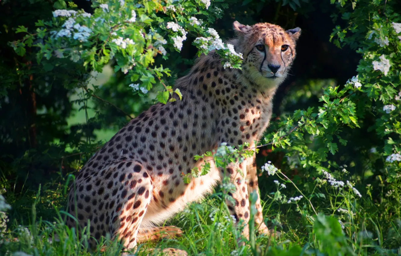 Photo wallpaper greens, summer, flowers, Cheetah, sitting, the bushes
