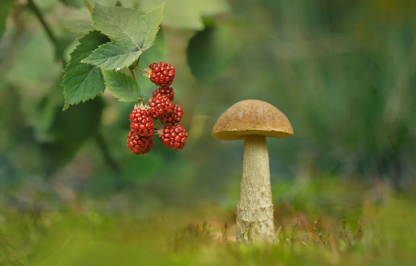 Photo wallpaper mushrooms, BlackBerry, boletus
