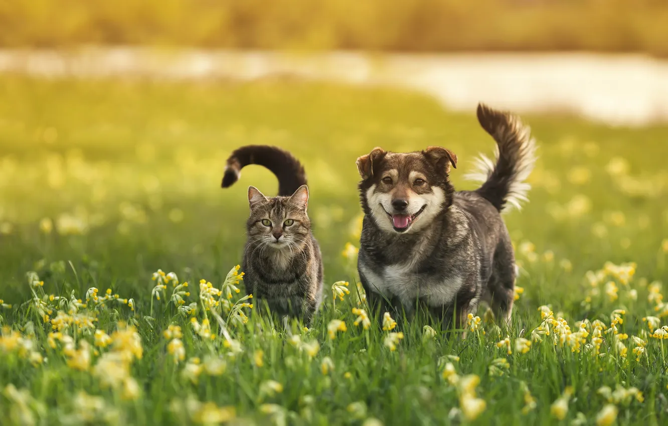 Photo wallpaper field, language, cat, grass, cat, look, light, flowers