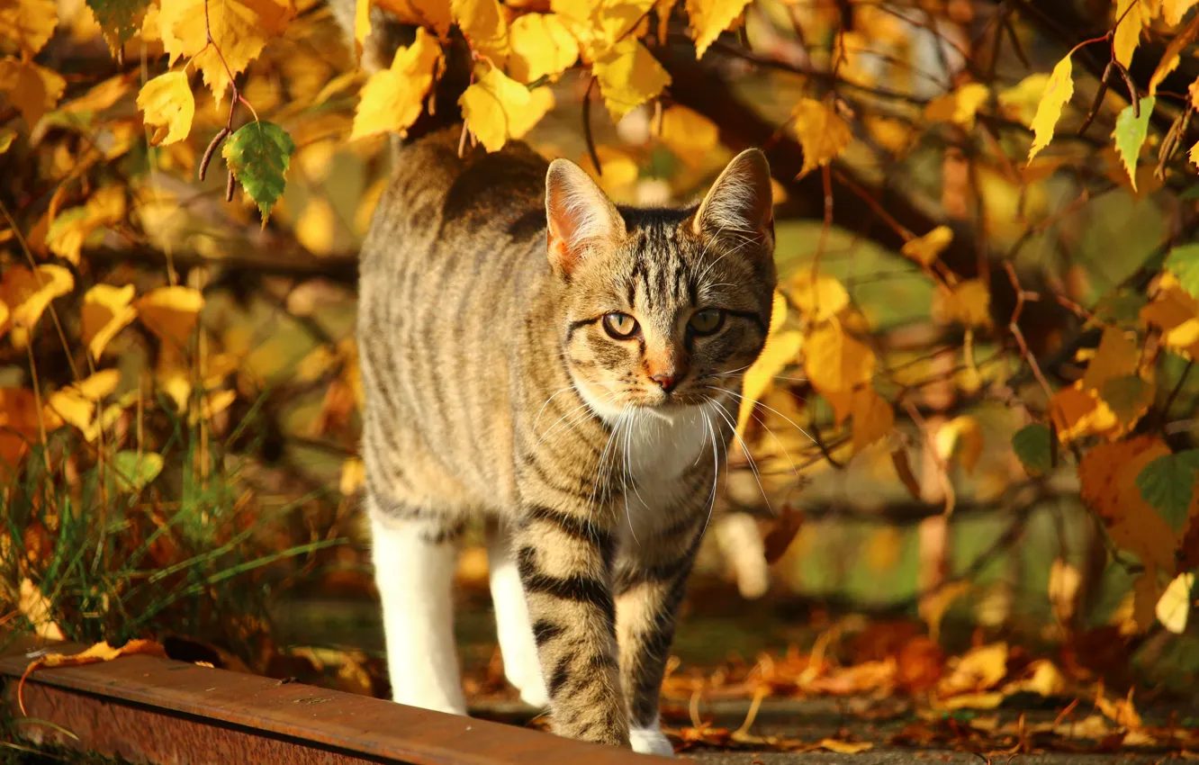 Photo wallpaper autumn, cat, leaves, the sun, branches, yellow, rails, striped