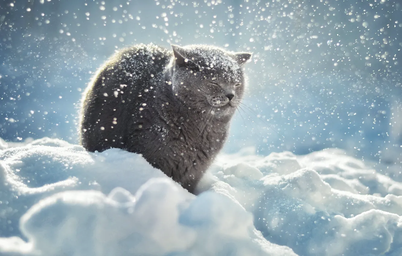 Photo wallpaper winter, cat, snow, the snow