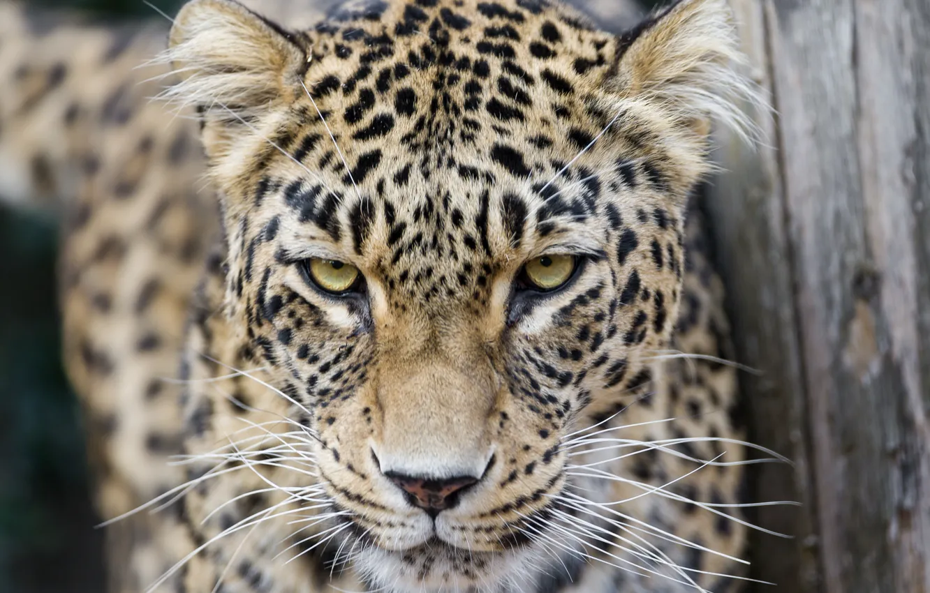 Photo wallpaper cat, look, leopard, Persian, ©Tambako The Jaguar