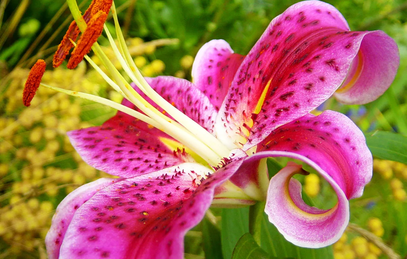 Photo wallpaper Lily, petals, stamens, pistil