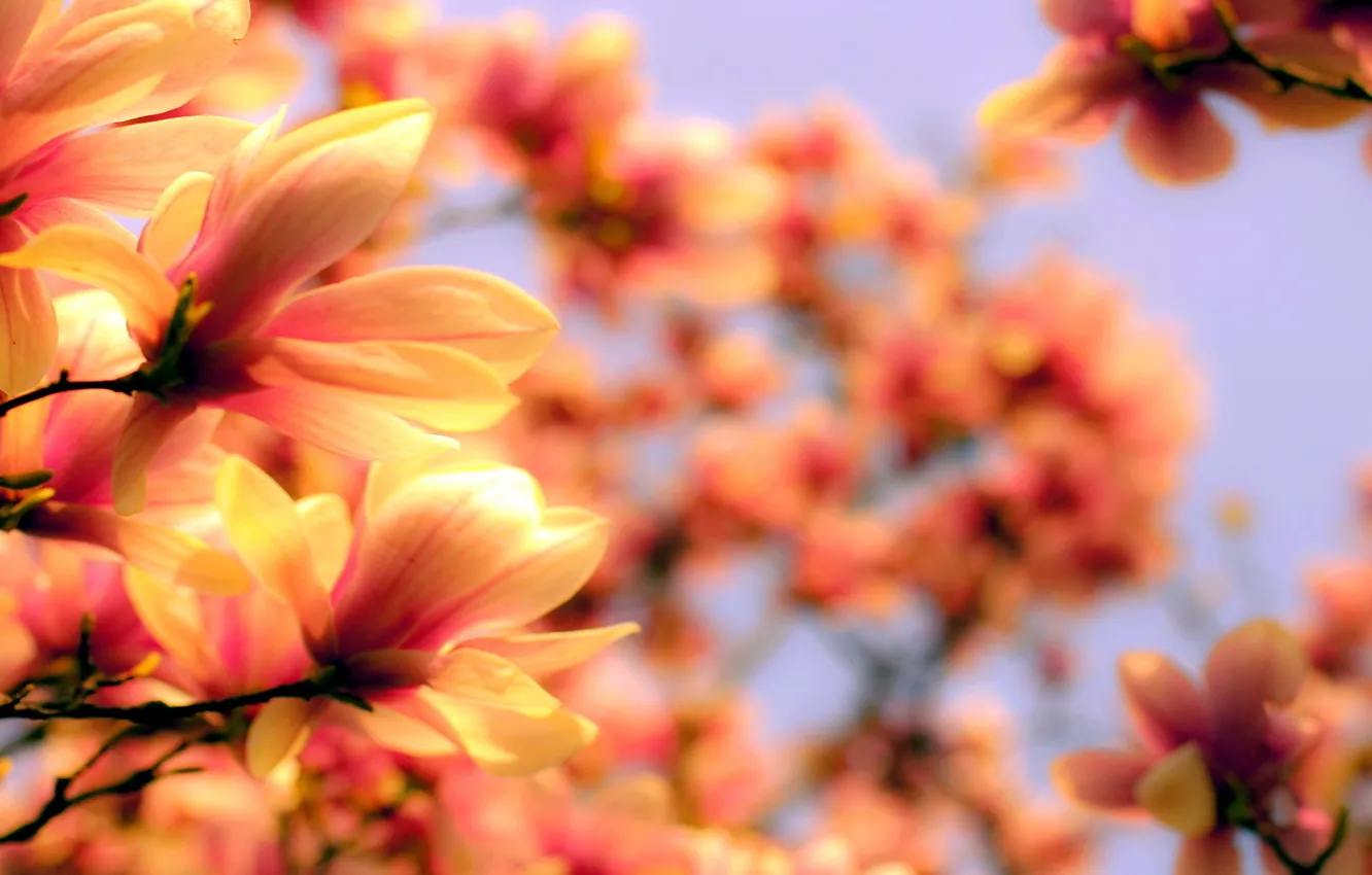 Photo wallpaper flower, orange, magnolia, Blurred