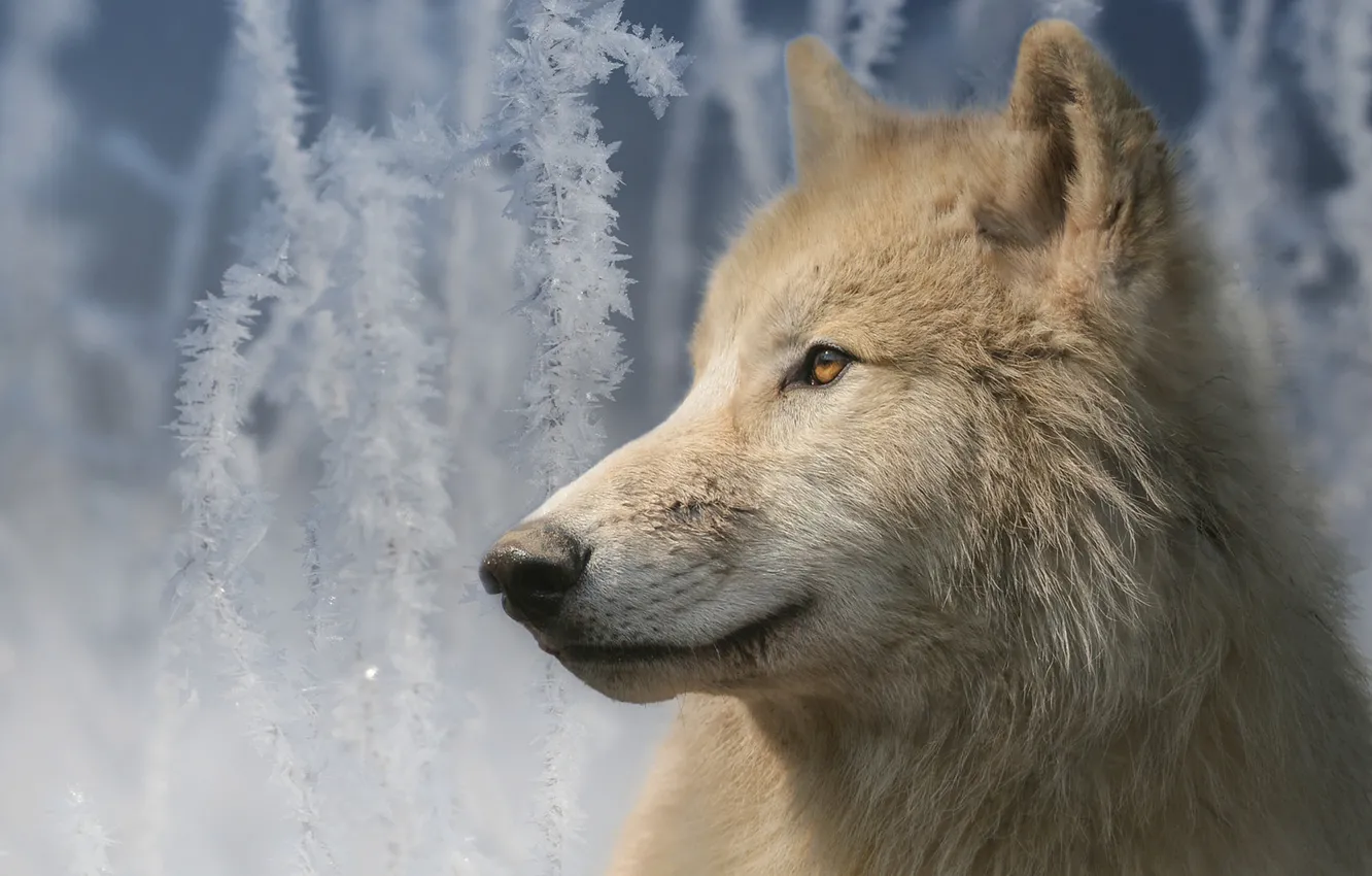 Photo wallpaper frost, look, face, branches, wolf, portrait, Arctic island wolf, Arctic wolf