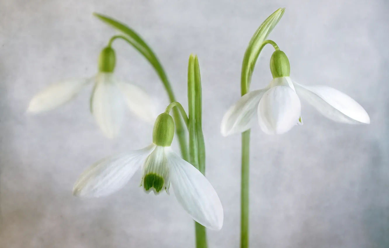 Photo wallpaper background, snowdrops, trio