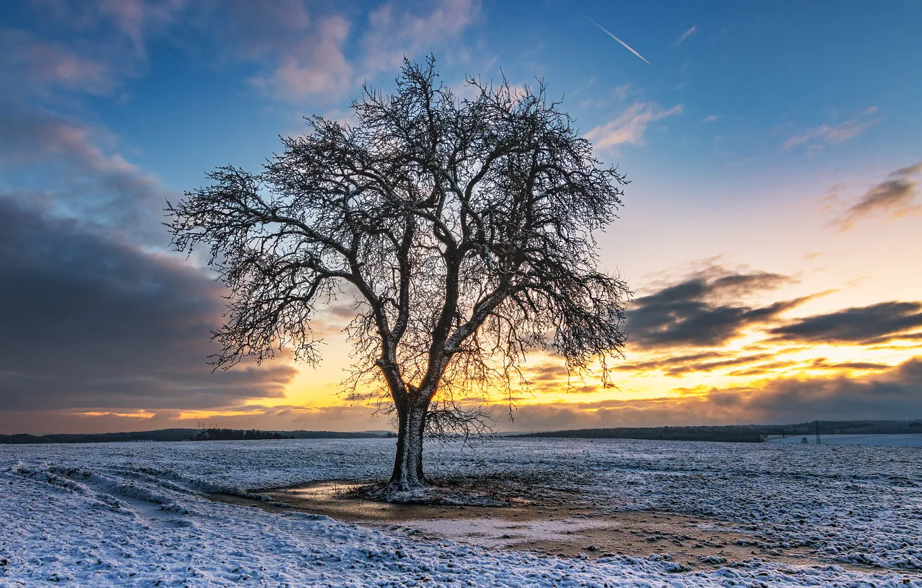 Photo wallpaper winter, snow, trees, sunset, nature