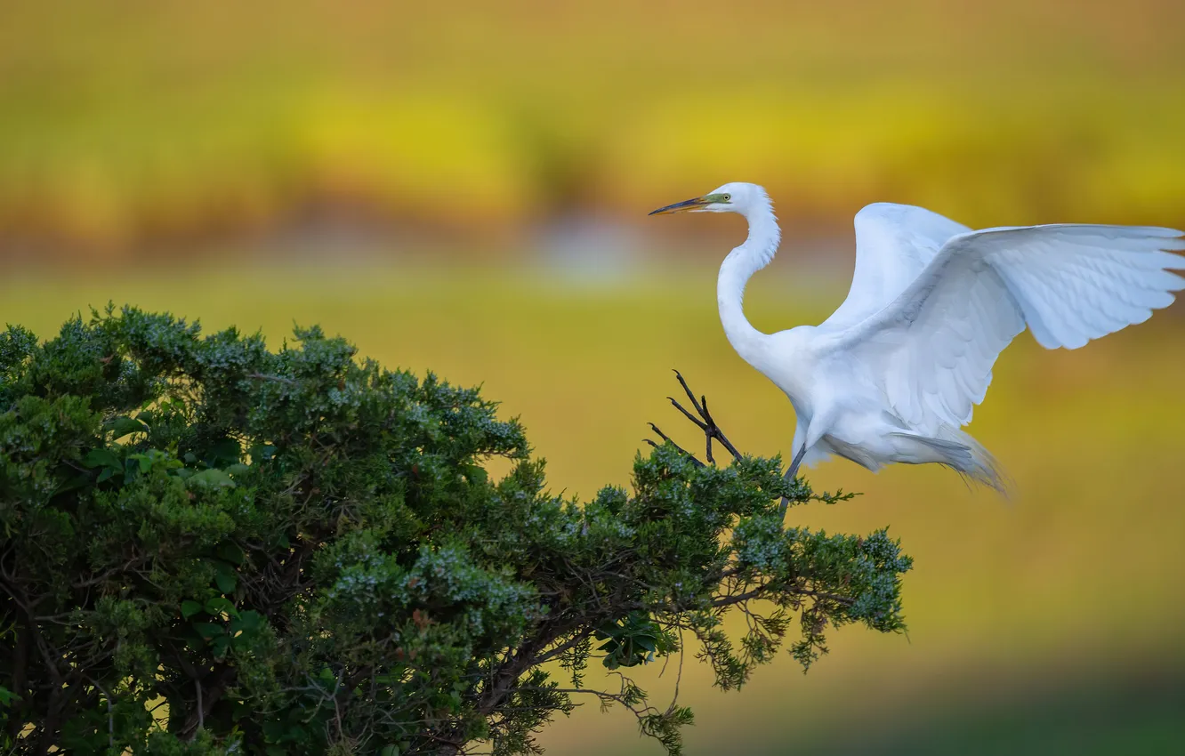 Photo wallpaper bird, Bush, white, Heron