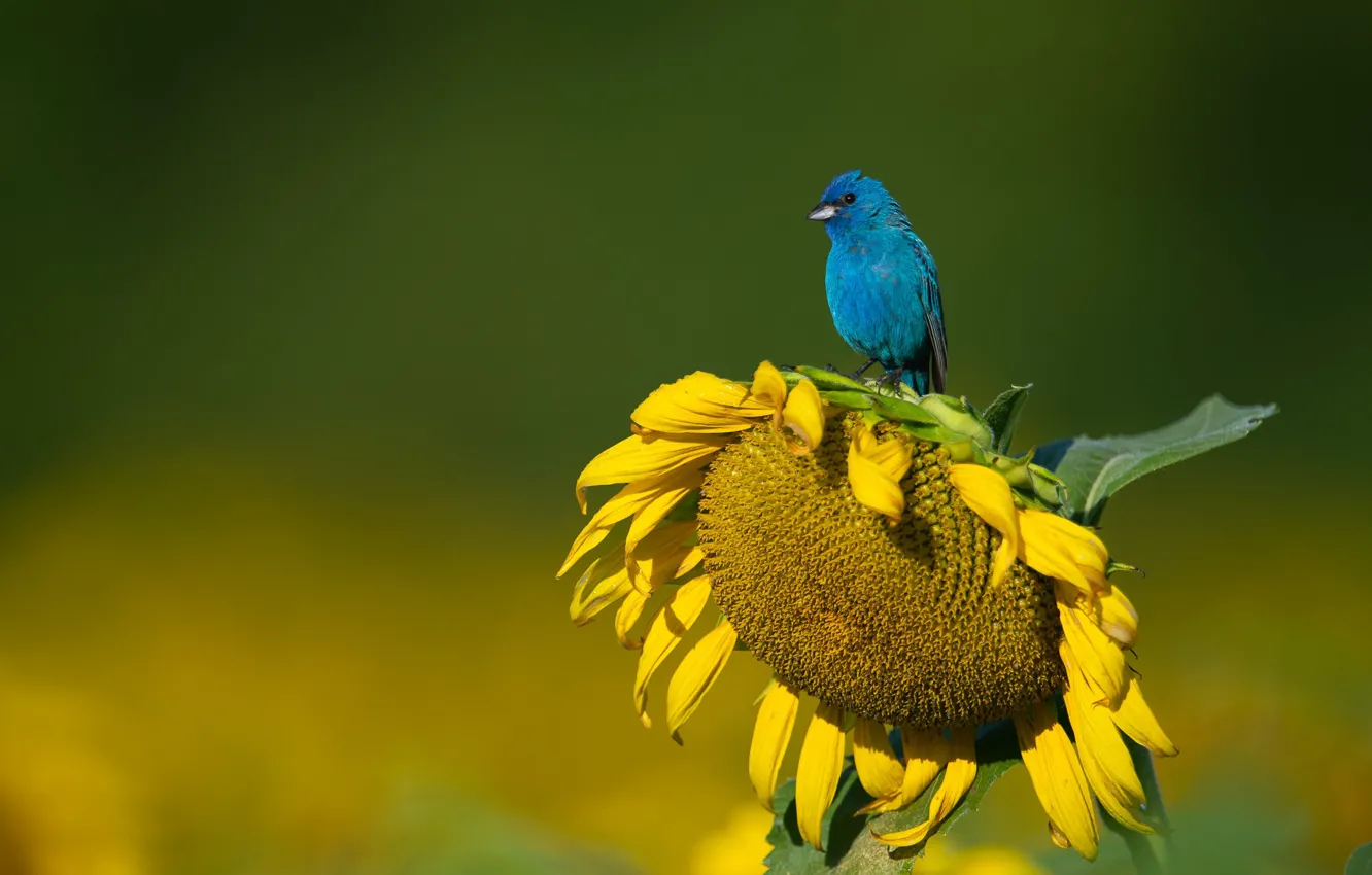 Photo wallpaper sunflowers, nature, bird