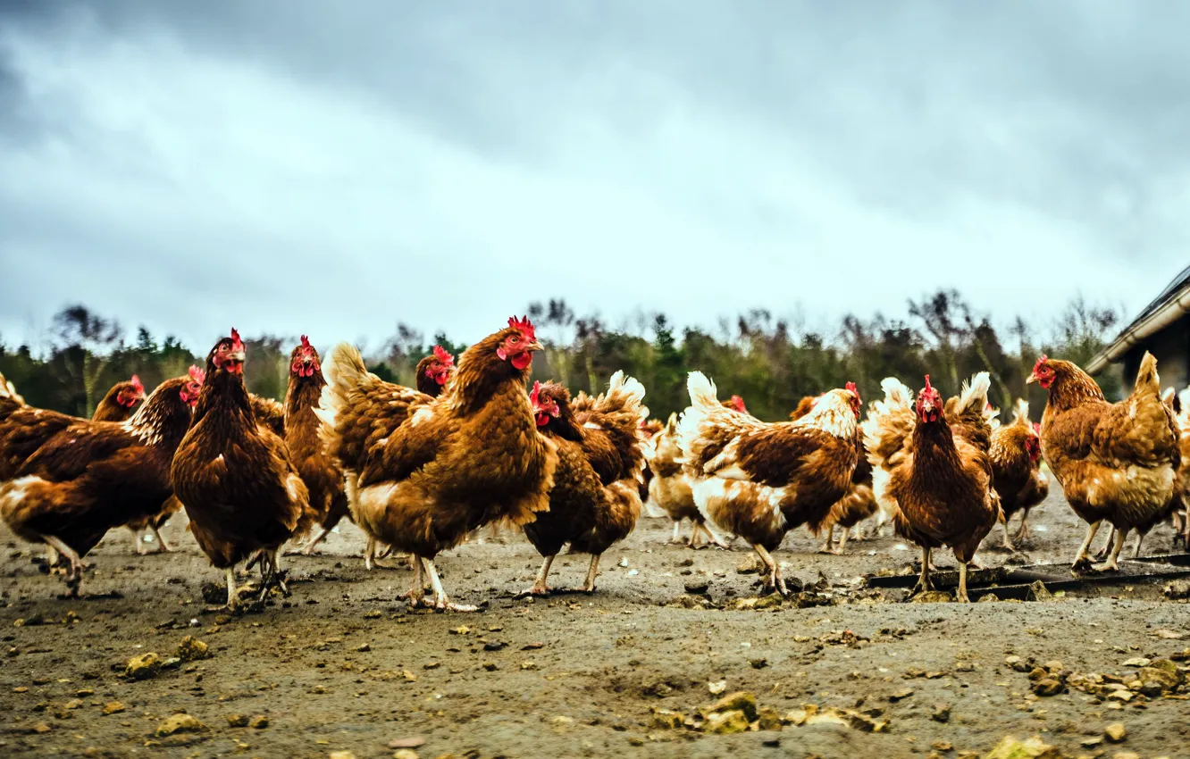 Photo wallpaper bird, chicken, yard