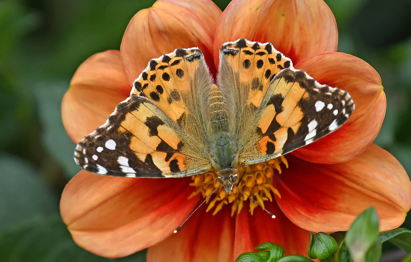 Photo wallpaper flower, macro, butterfly, petals, Dahlia, The painted lady