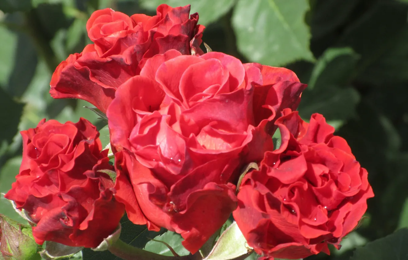 Photo wallpaper Roses, Sunny, Red roses, Roses, Meduzanol ©, Summer 2018