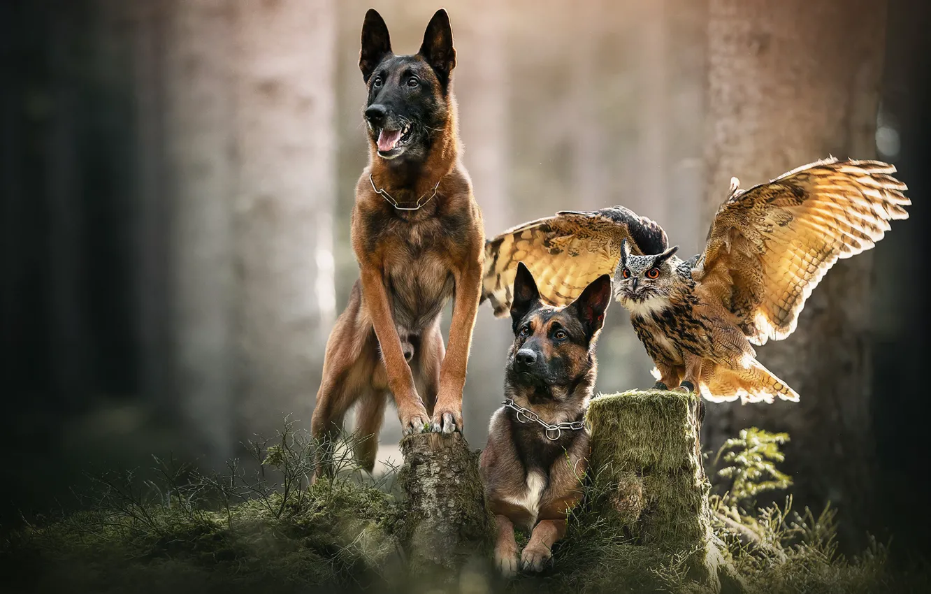 Photo wallpaper forest, dogs, look, light, pose, interest, owl, bird