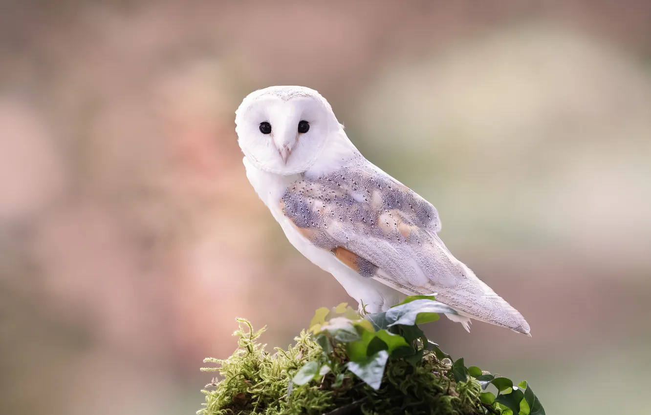 Photo wallpaper look, nature, pose, owl, bird, the barn owl