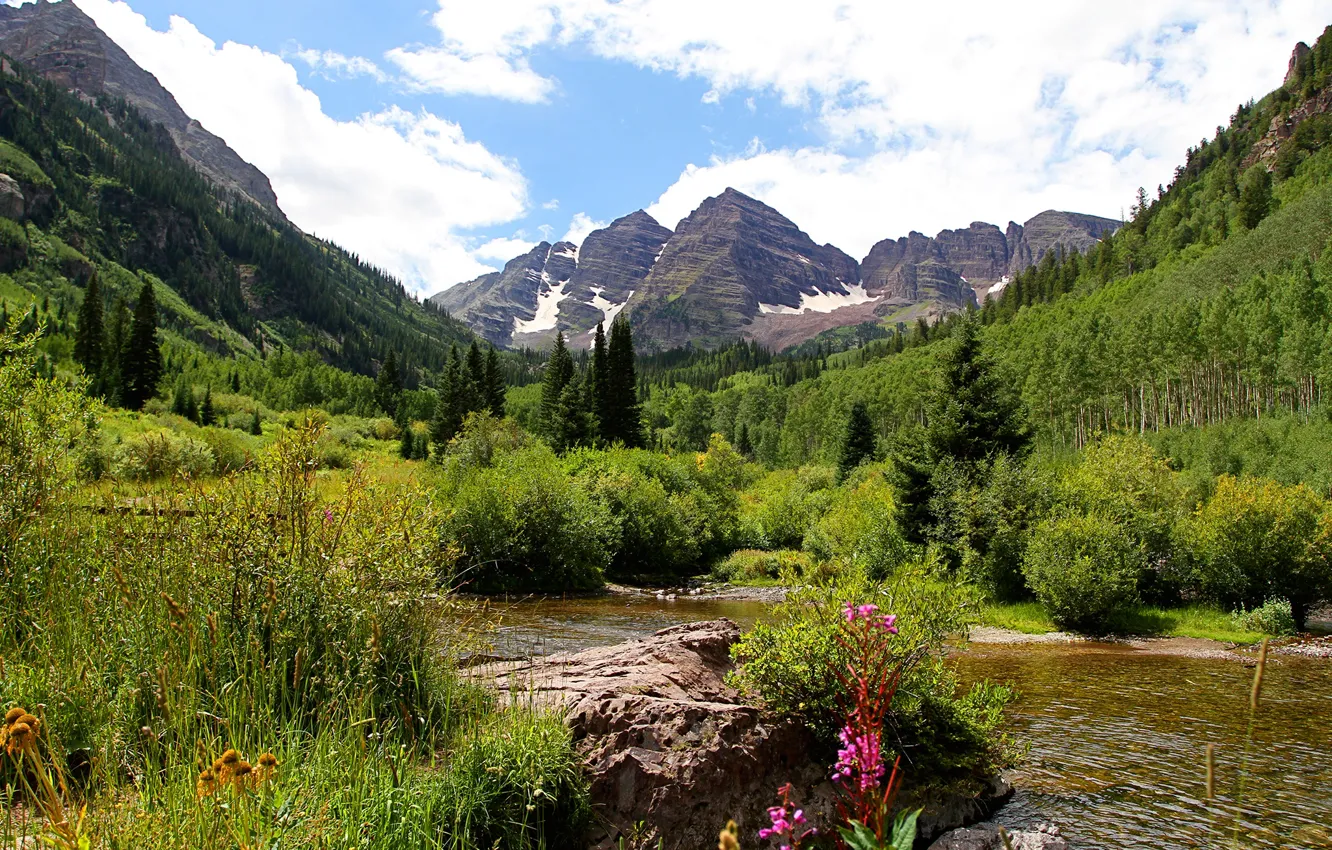 Photo wallpaper greens, forest, the sky, grass, the sun, clouds, trees, flowers