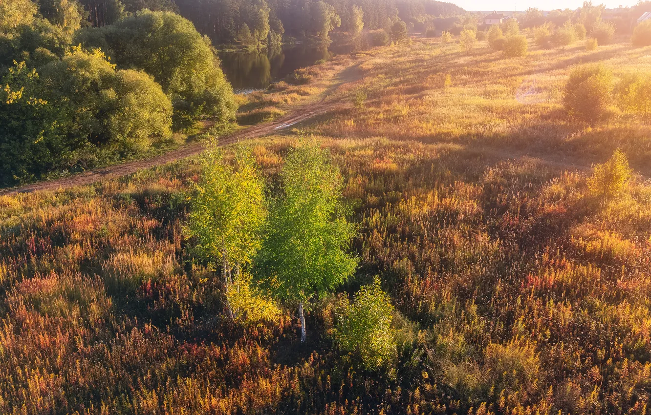 Photo wallpaper trees, sunset, meadow