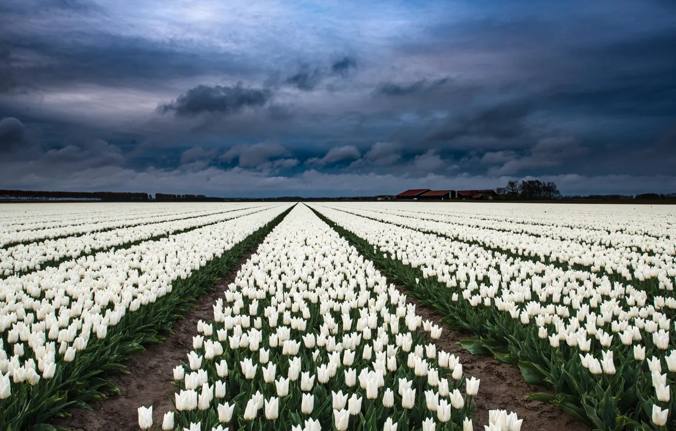 Photo wallpaper field, the sky, clouds, flowers, clouds, spring, dal, tulips