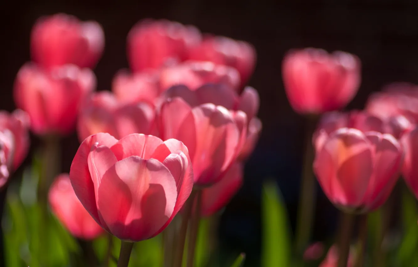 Photo wallpaper spring, tulips, pink, Sunny, a lot