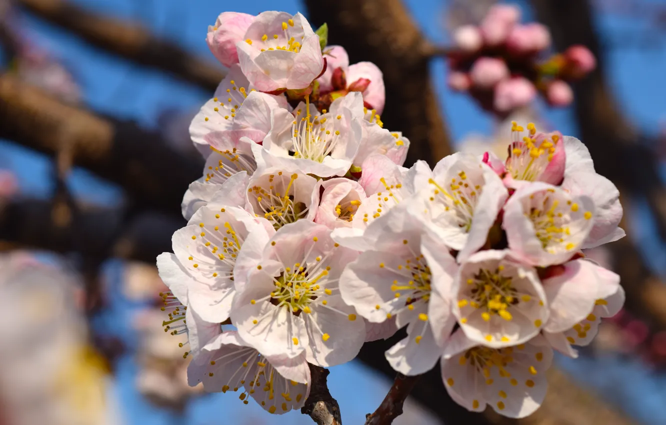 Photo wallpaper spring, blooms, apricot, flowers spring