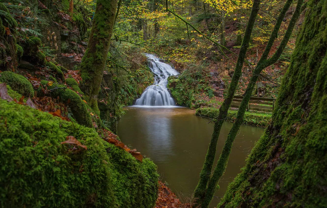 Photo wallpaper forest, branches, thickets, shore, waterfall, moss, pond