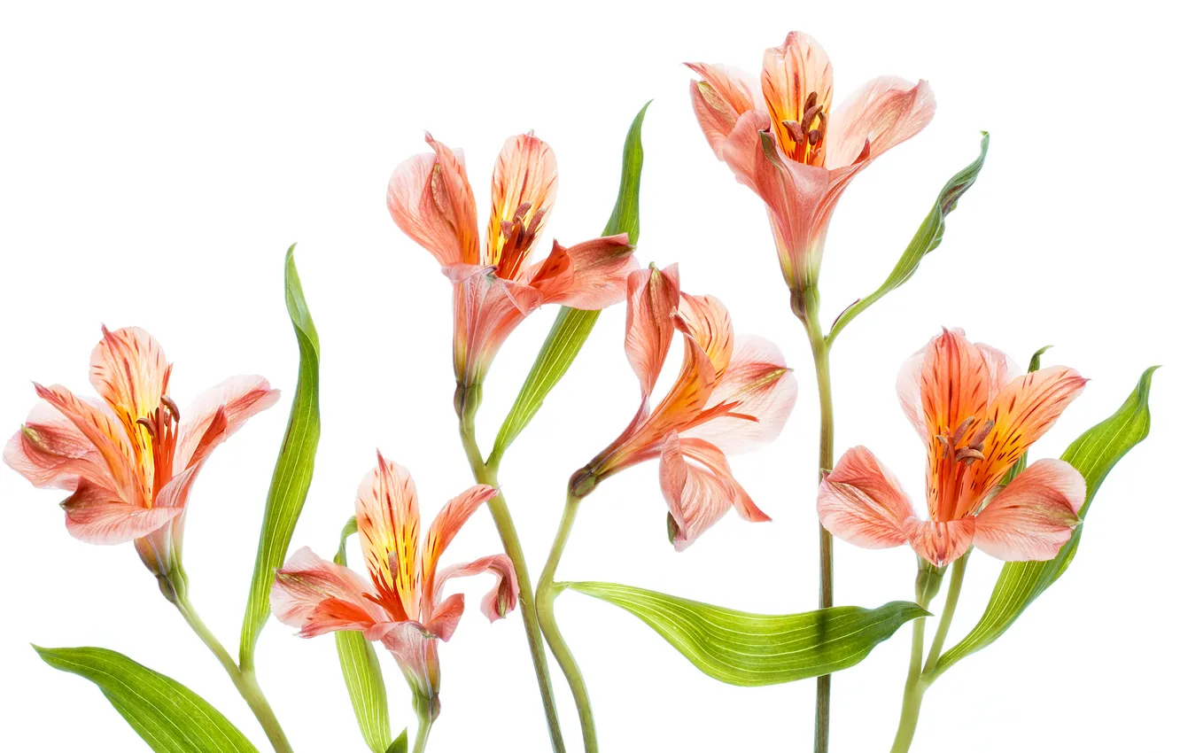 Photo wallpaper nature, petals, alstremeria