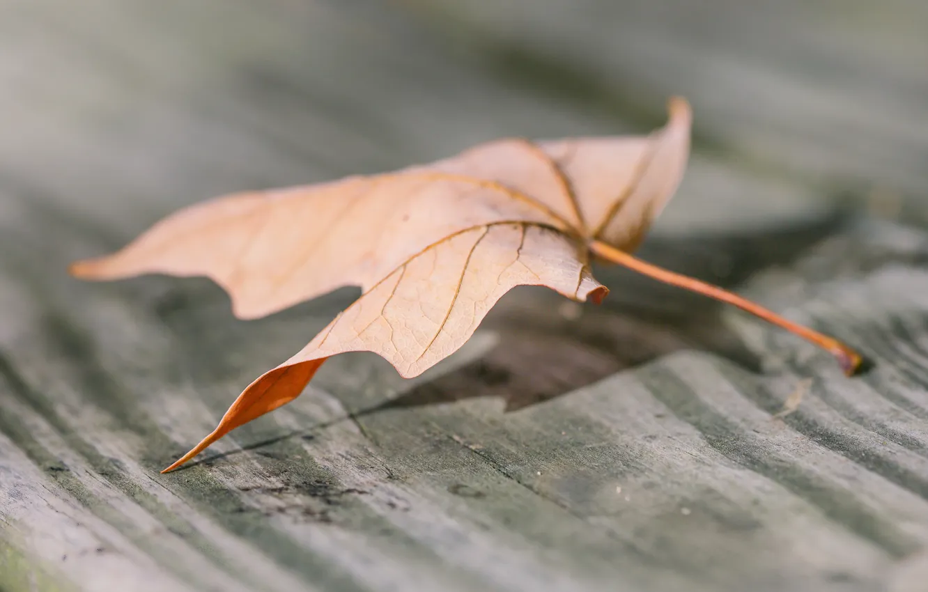 Photo wallpaper autumn, leaves, nature